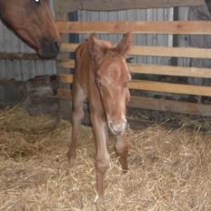 Anden særlig race Relife