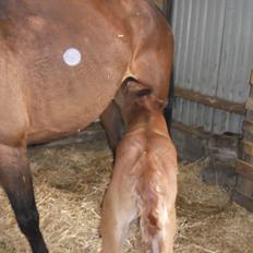 Anden særlig race Relife