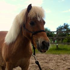 Shetlænder Kong Arthur 