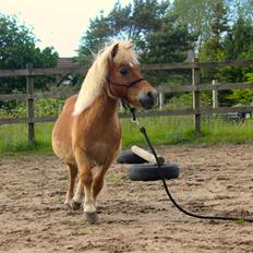 Shetlænder Kong Arthur 