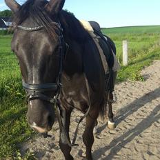 Anden særlig race Crixus