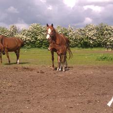 Dansk Varmblod Kimanda