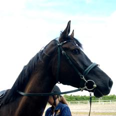 Trakehner Donauadler (Dicaprio)