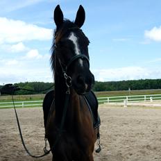 Trakehner Donauadler (Dicaprio)