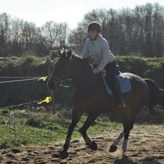 Hannoveraner Flower Girl