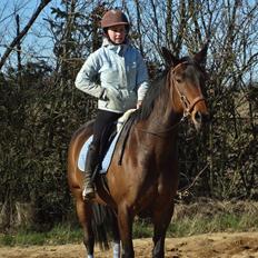 Hannoveraner Flower Girl