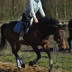 Hannoveraner Flower Girl