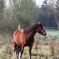 Welsh Pony af Cob-type (sec C) Miss Anton. ( Himmel hest )