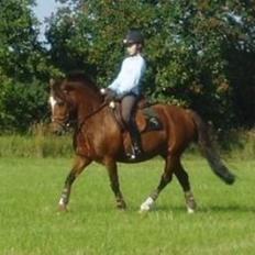 Welsh Pony af Cob-type (sec C) Miss Anton. ( Himmel hest )