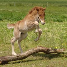 Islænder Litla Saga fra Østervang