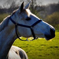 Trakehner Ingeborg Firfod