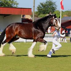 Shire Goldstone Moss