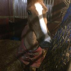 Anden særlig race Dilly 