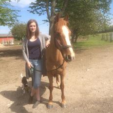 Anden særlig race Dilly 