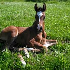 Arabisk fuldblod (OX) EXCELLENT CHOICE