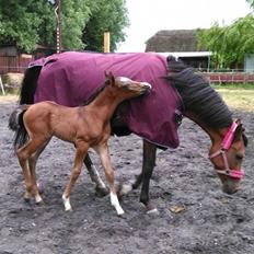 Arabisk fuldblod (OX) EXCELLENT CHOICE