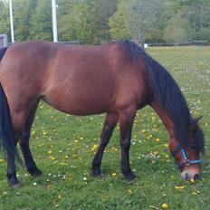 Anden særlig race Persille