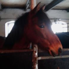 Anden særlig race Persille