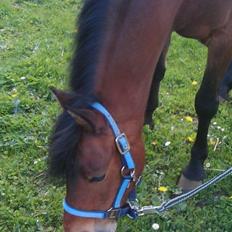 Anden særlig race Persille