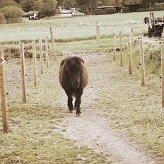 Shetlænder Bandit