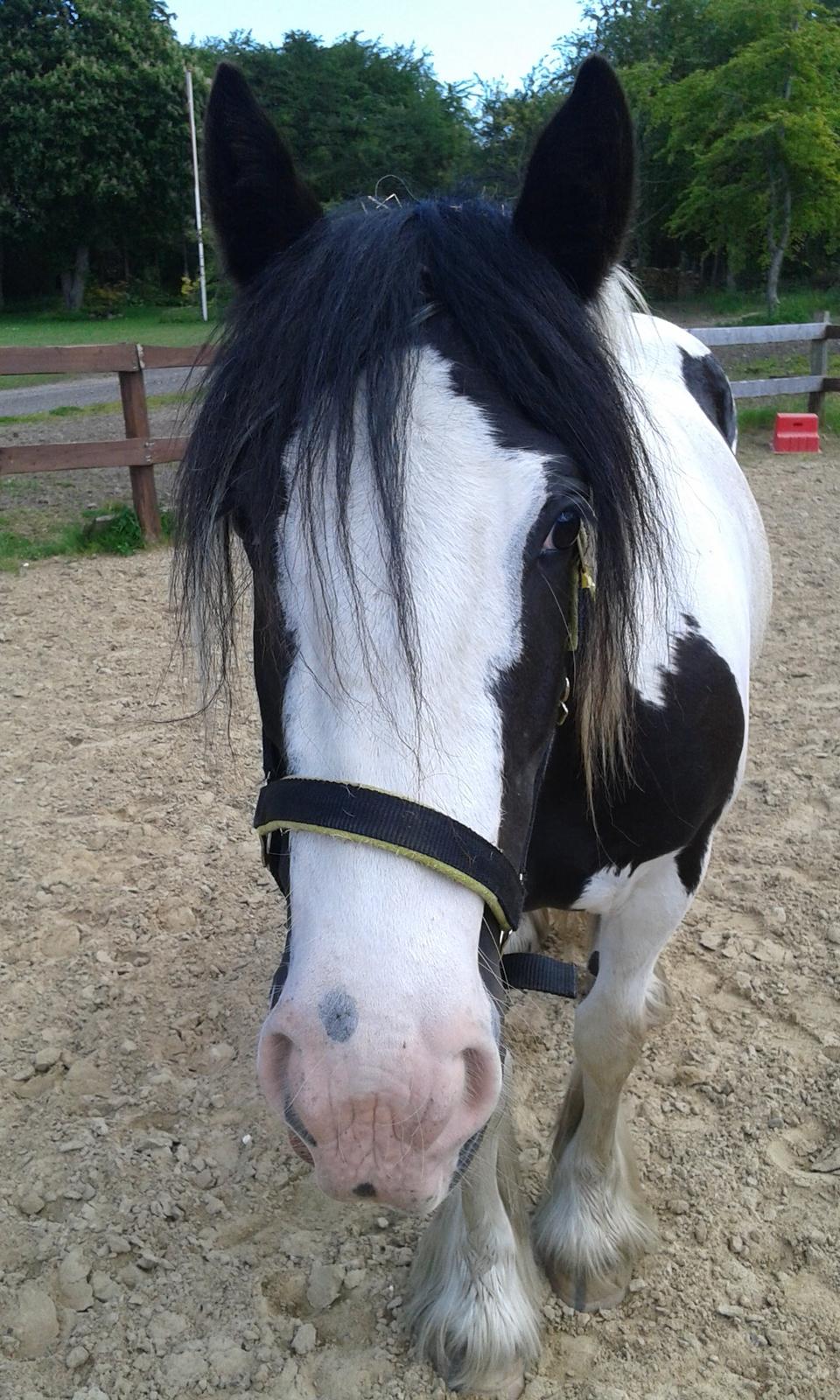 Irish Cob Bitta <3  billede 19