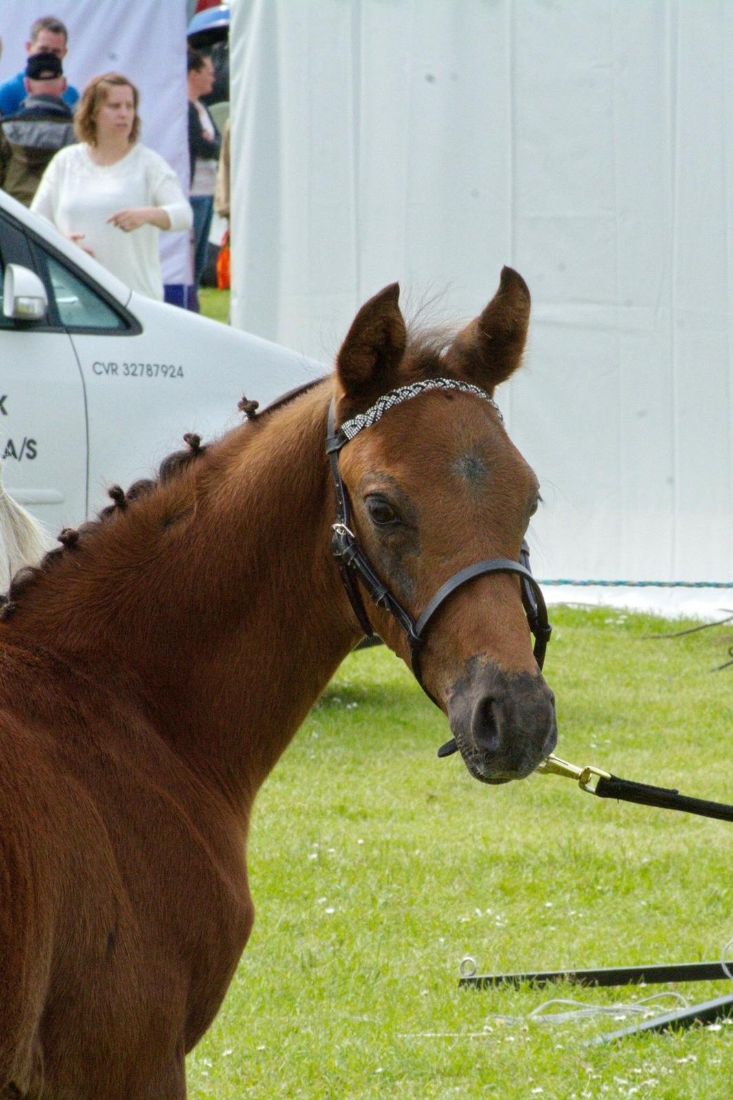 DSP SØGAARDS MR. GREY MOON billede 12