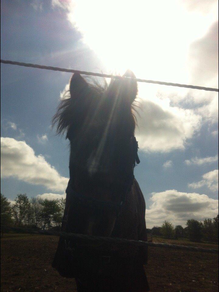 Dartmoor Kjærholms Hale Bob billede 4