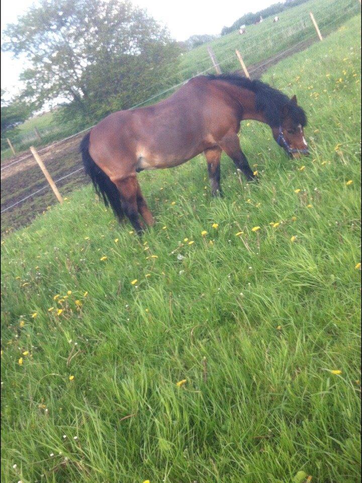 Dartmoor Kjærholms Hale Bob billede 5