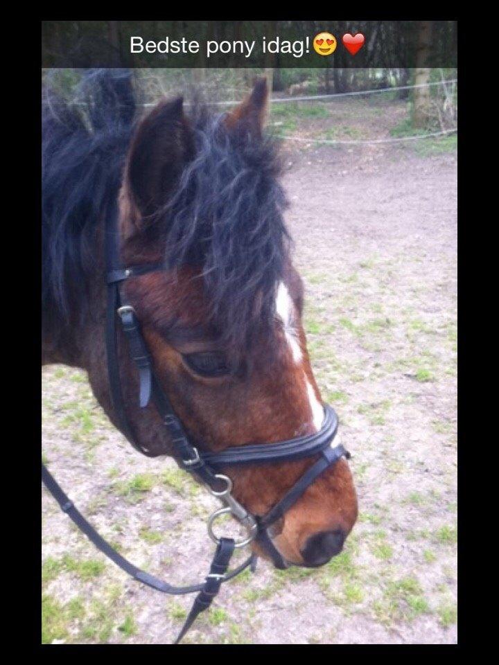 Dartmoor Kjærholms Hale Bob billede 6