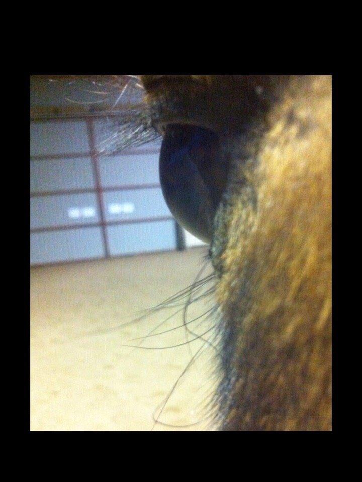 Dartmoor Kjærholms Hale Bob billede 7