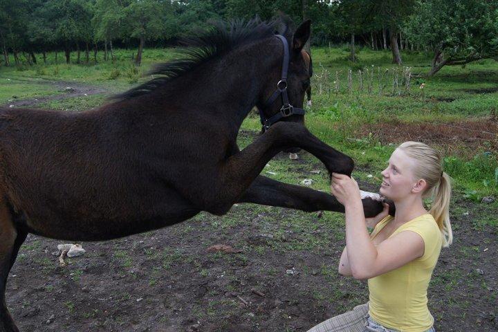 Anden særlig race Grønvangs Jocelynn |Joey| [Solgt] billede 25