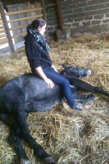 Anden særlig race Grønvangs Jocelynn |Joey| [Solgt] billede 27