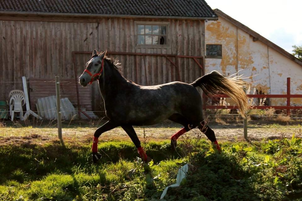 Anden særlig race Grønvangs Jocelynn |Joey| [Solgt] billede 30