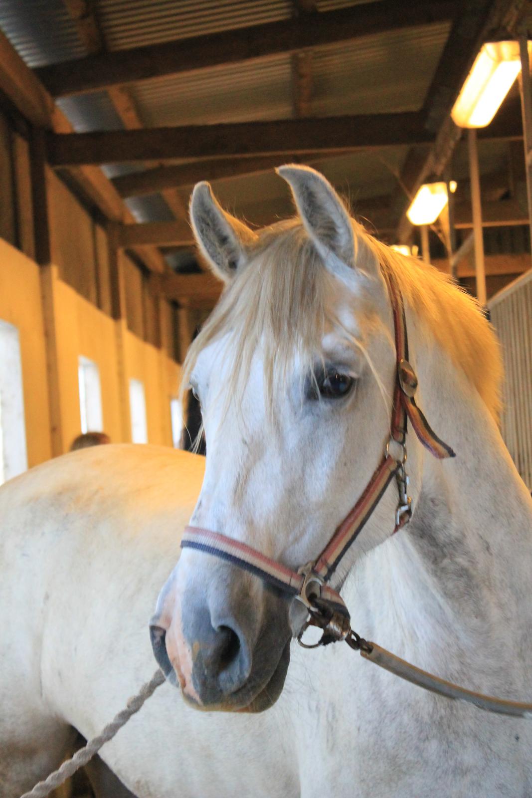 Pura Raza Española Tarara JCL billede 1