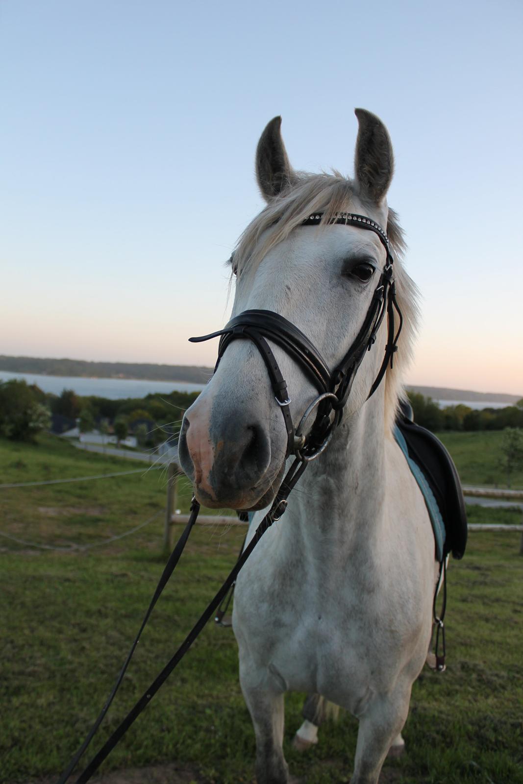 Pura Raza Española Tarara JCL billede 2