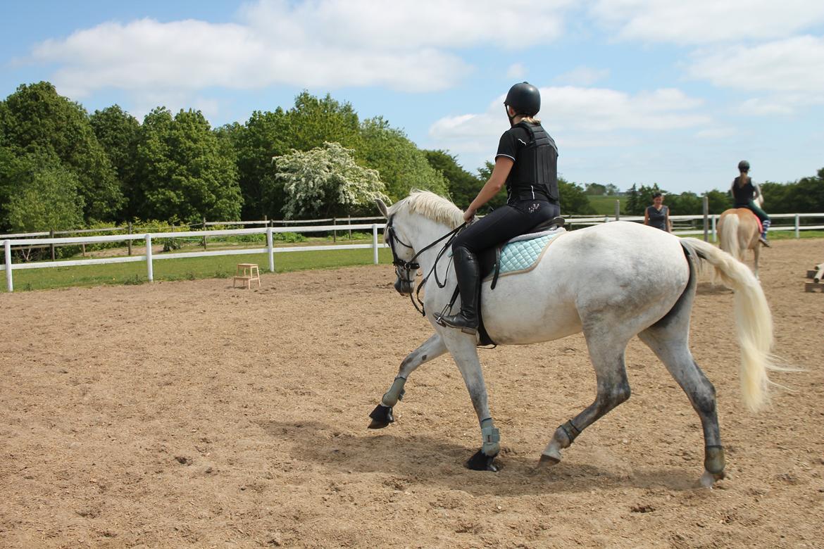 Pura Raza Española Tarara JCL billede 3