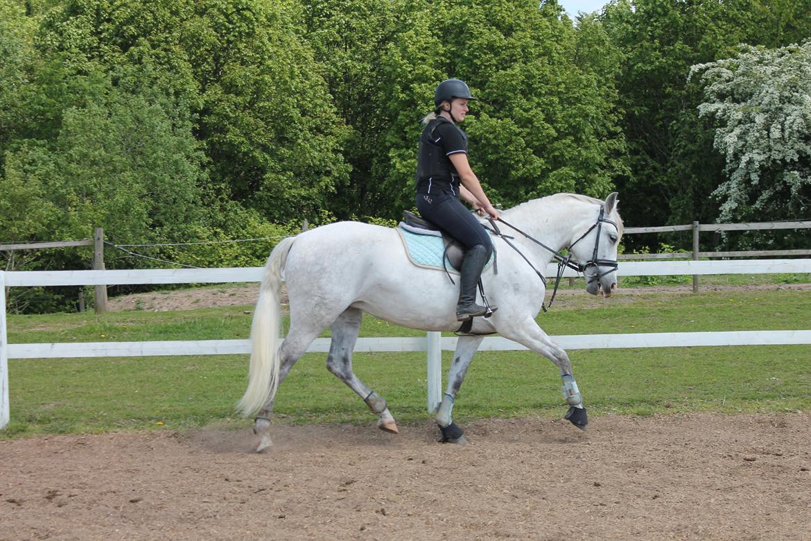 Pura Raza Española Tarara JCL billede 4