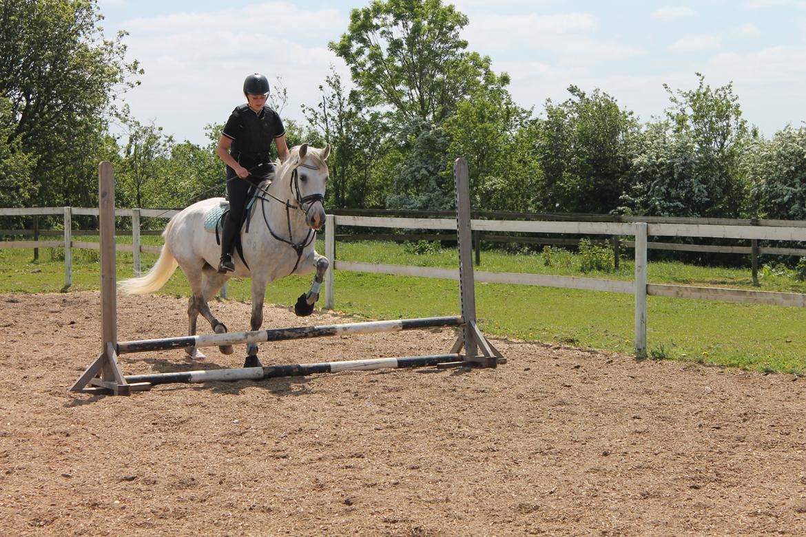 Pura Raza Española Tarara JCL billede 5