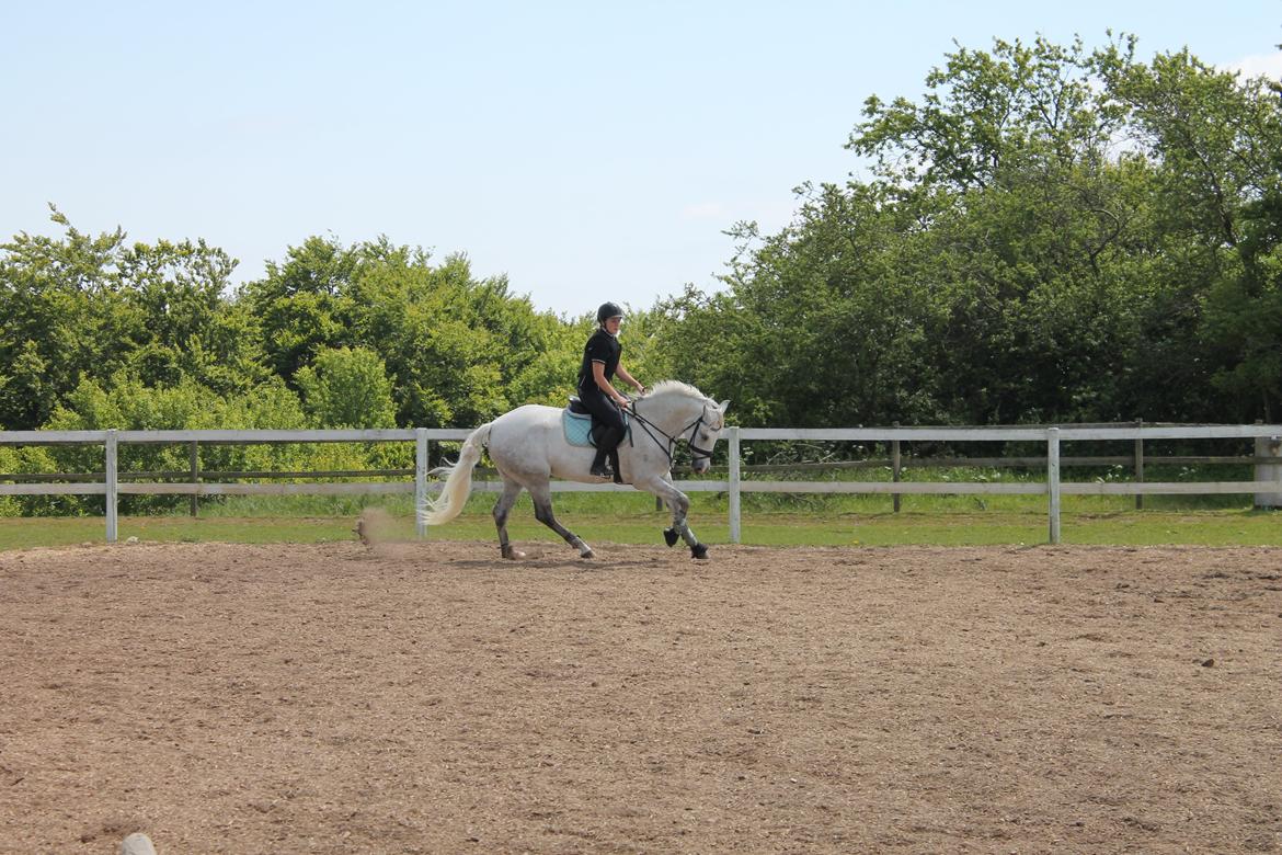 Pura Raza Española Tarara JCL billede 7