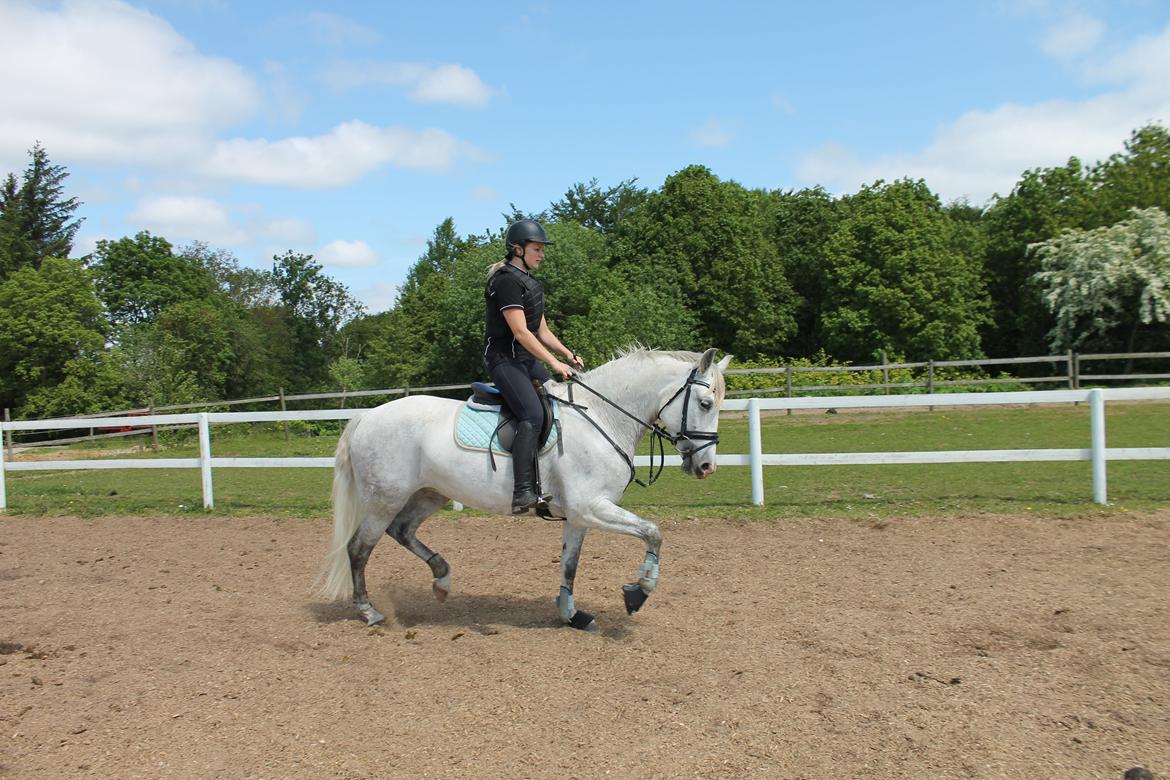 Pura Raza Española Tarara JCL billede 8