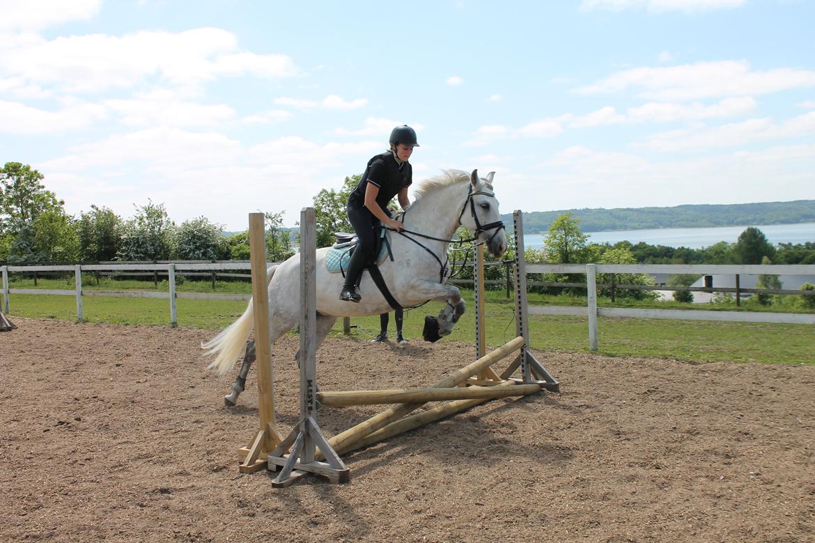 Pura Raza Española Tarara JCL billede 9