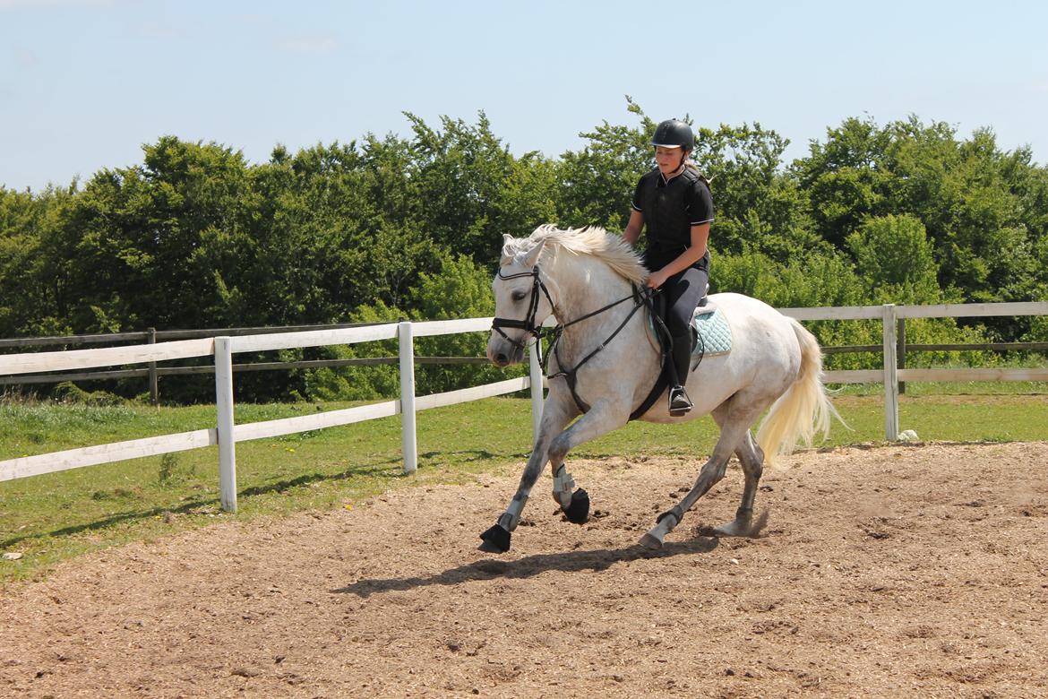 Pura Raza Española Tarara JCL billede 10