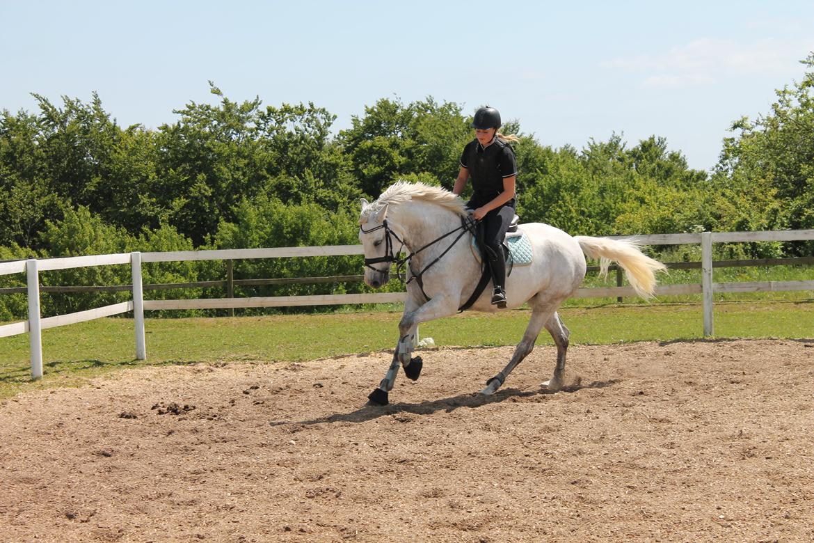 Pura Raza Española Tarara JCL billede 11