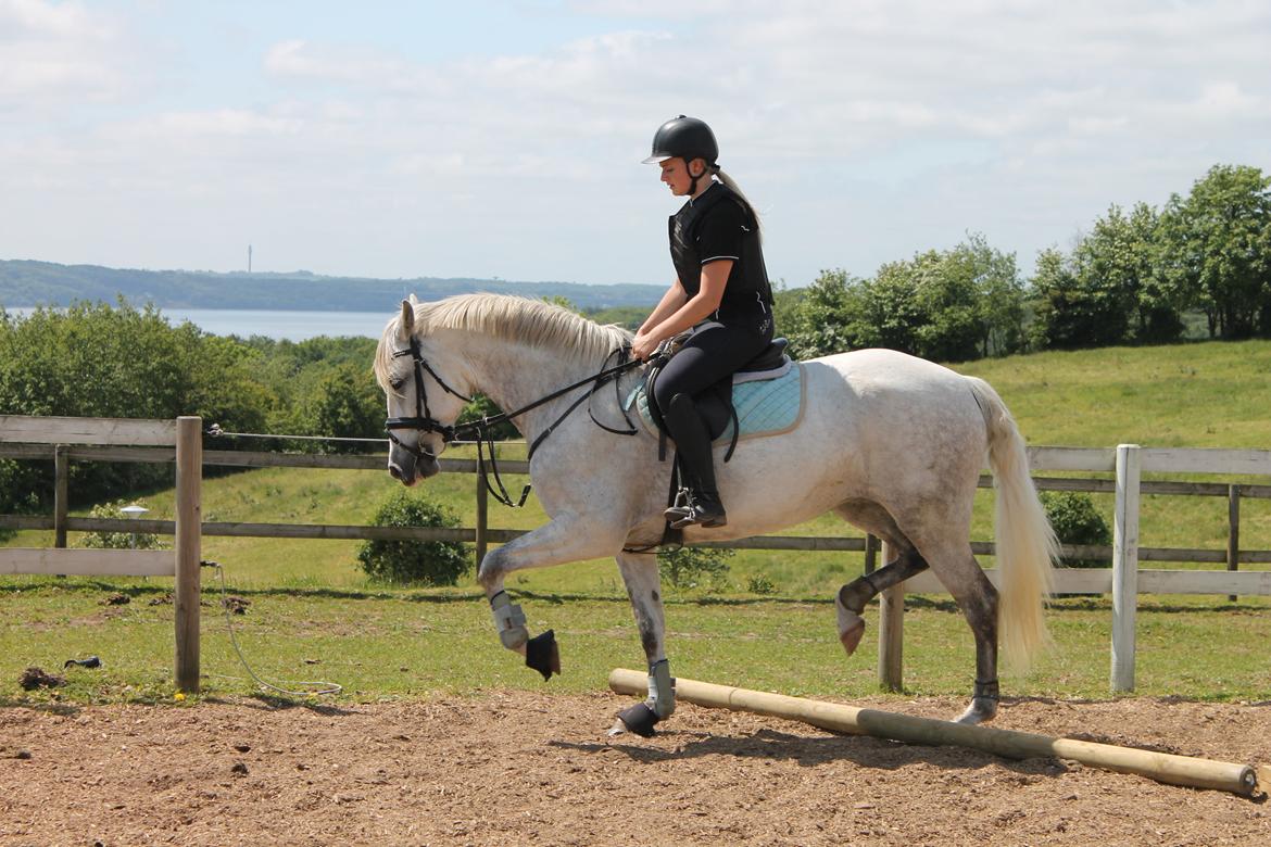 Pura Raza Española Tarara JCL billede 12