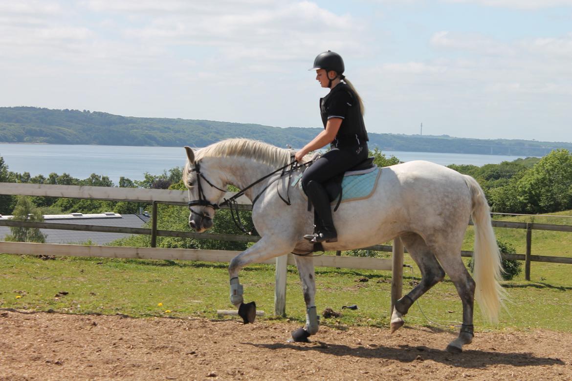 Pura Raza Española Tarara JCL billede 13
