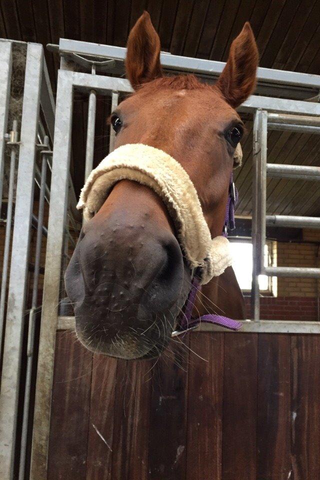 Dansk Varmblod Capella S billede 11