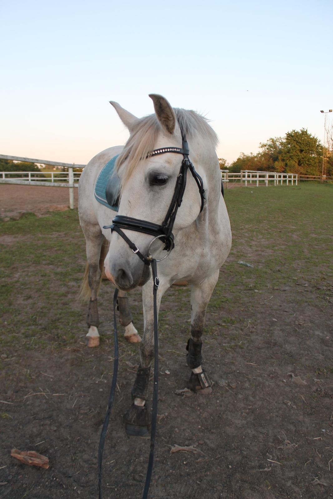 Pura Raza Española Tarara JCL billede 14