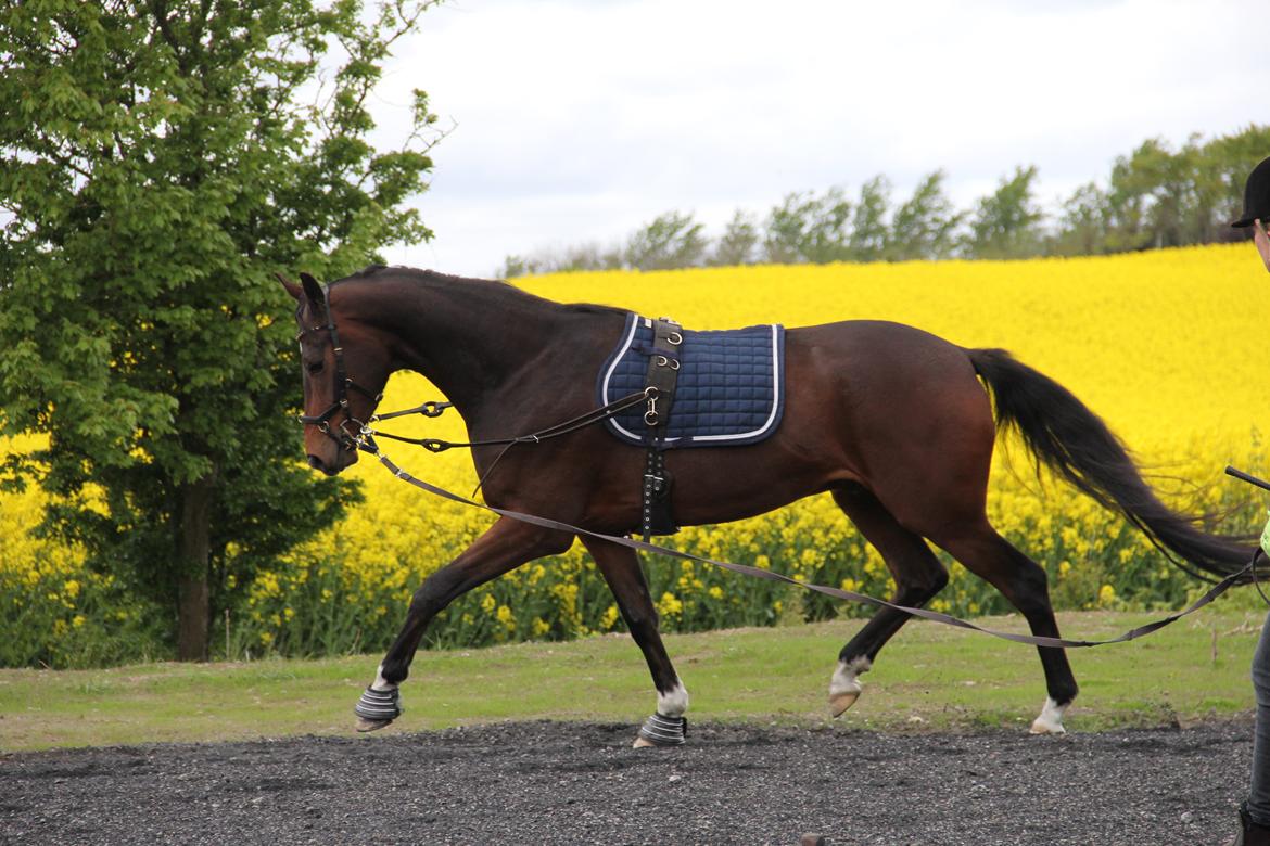 Dansk Varmblod Demi af Hedensminde billede 19