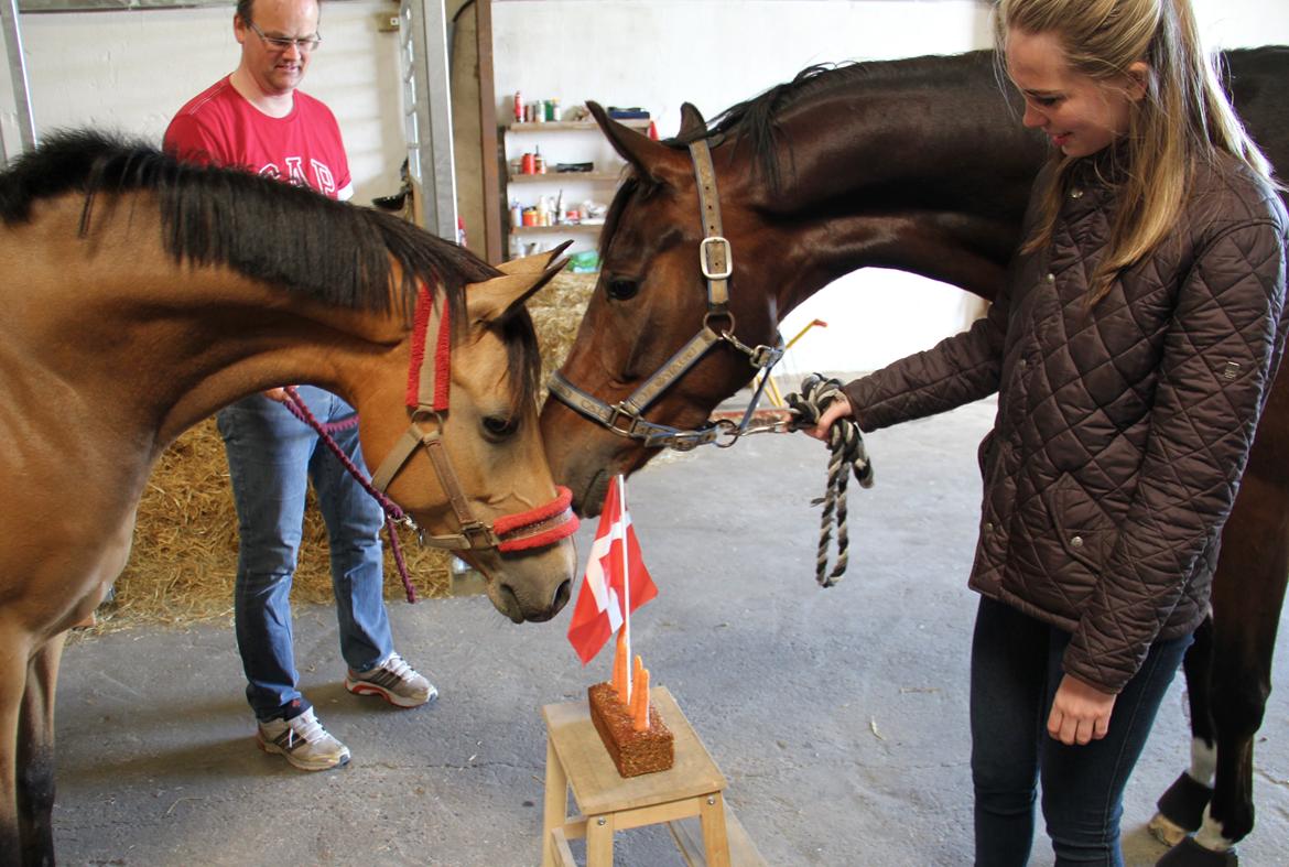 Dansk Varmblod Demi af Hedensminde - Billede fra hans 4 års fødselsdag d. 14/6 billede 20