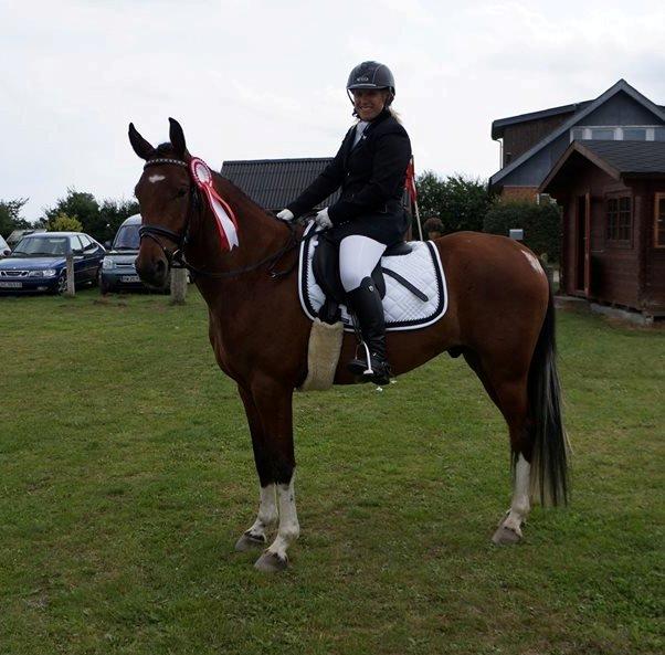 Anden særlig race Søndervangs Kentucky billede 6